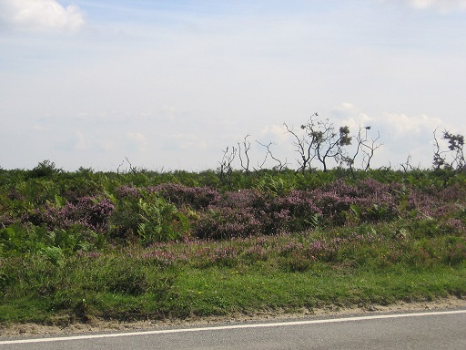 1HeatherontheSouthDowns2.jpg