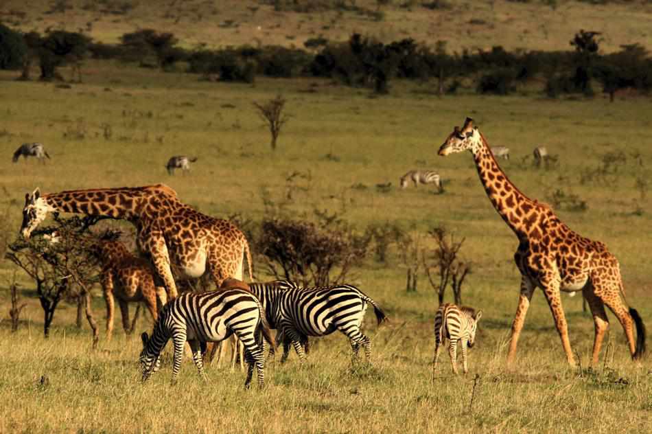 Kenya-Wildlife.jpg